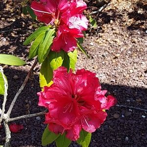 Meet your Posher, Joan